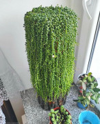 Кактус Цилиндропунция (детки)